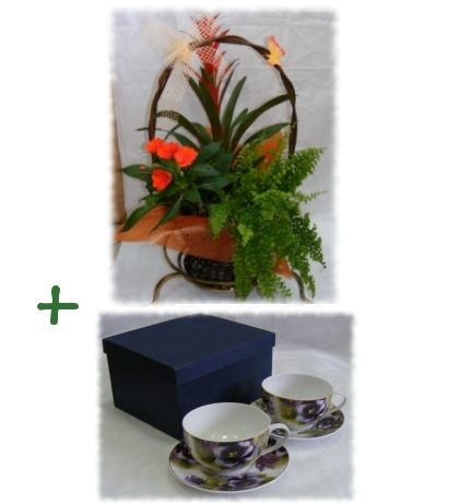 kosz kwiatów doniczkowych + 2 porcelanowe filiżanki — Kwiaciarnia Aga